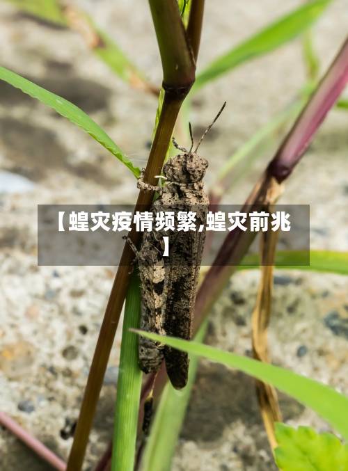 【蝗灾疫情频繁,蝗灾前兆】
