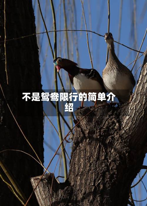 不是鸳鸯限行的简单介绍