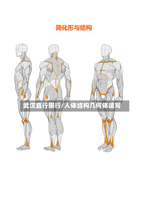 武汉直行限行/人体结构几何体速写